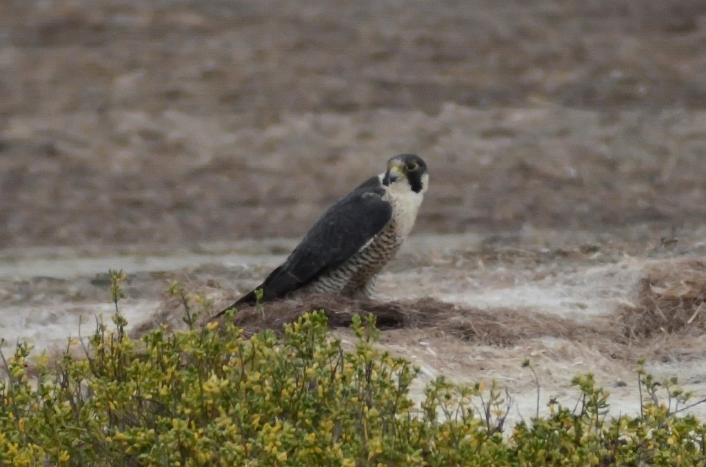 Hawk, Perigrine Falcon, 2012-12313820c Laguna Atascosa NWR, TX.JPG - Perigrine Falcon. aguna Atascosa NWR, TX, 12-31-2012